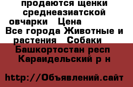 продаются щенки среднеазиатской овчарки › Цена ­ 30 000 - Все города Животные и растения » Собаки   . Башкортостан респ.,Караидельский р-н